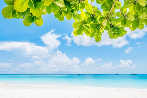 Bella spiaggia tropicale — Foto Stock