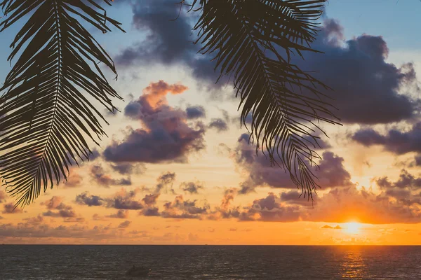 Силует пальмового дерева на пляжі — стокове фото