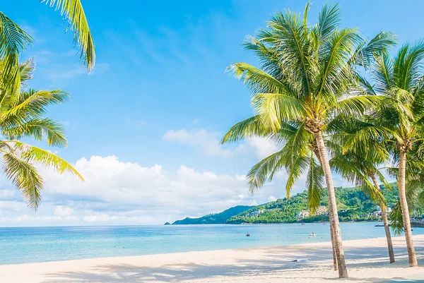 Coconut palmboom op strand — Stockfoto
