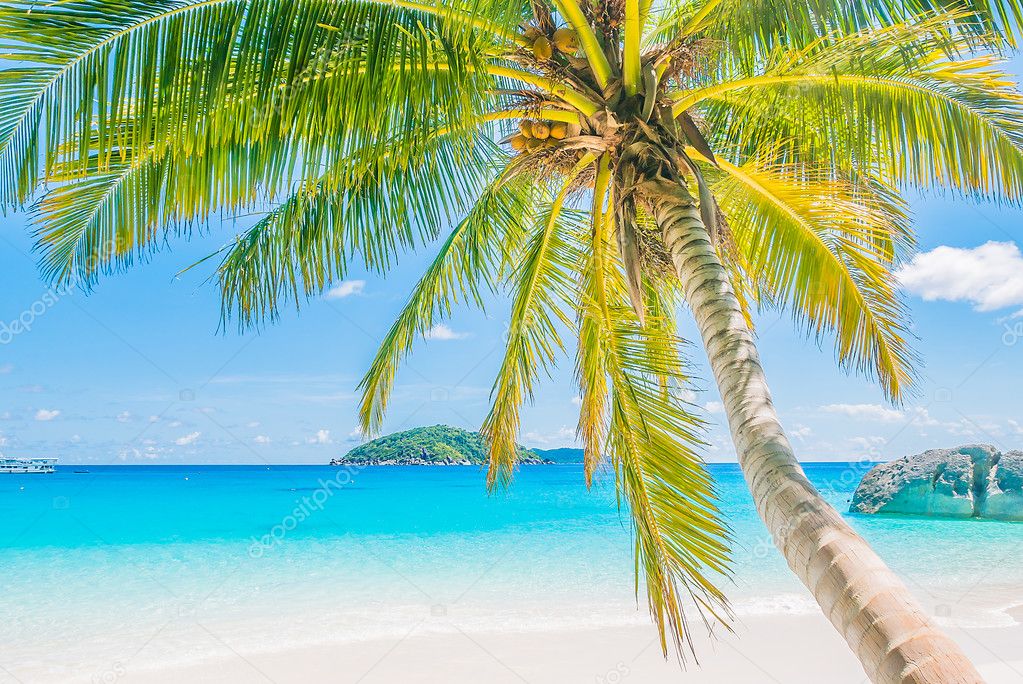 Coconut palm tree on tropical beach