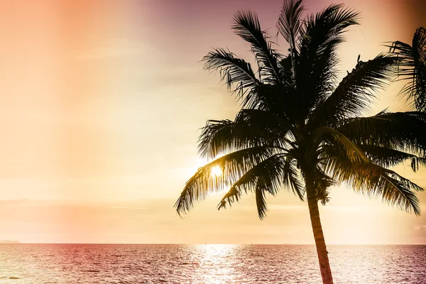 Hindistan cevizi palmiyesi — Stok fotoğraf