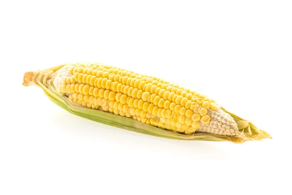 Yellow golden corn — Stock Photo, Image