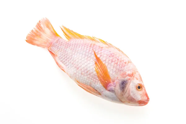 Roher frischer Fisch — Stockfoto