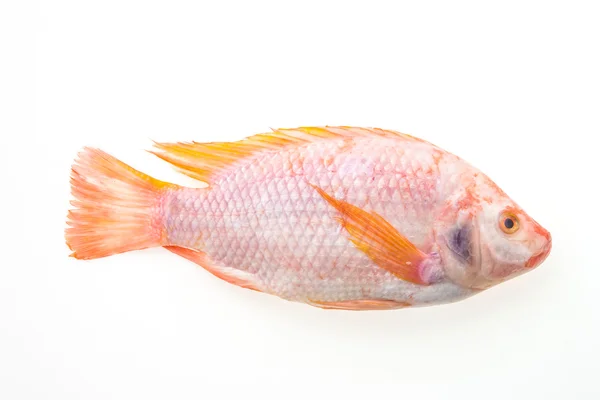 Roher frischer Fisch — Stockfoto