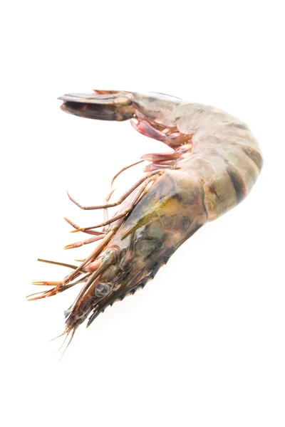 Tiger prawn shrimp — Stock Photo, Image