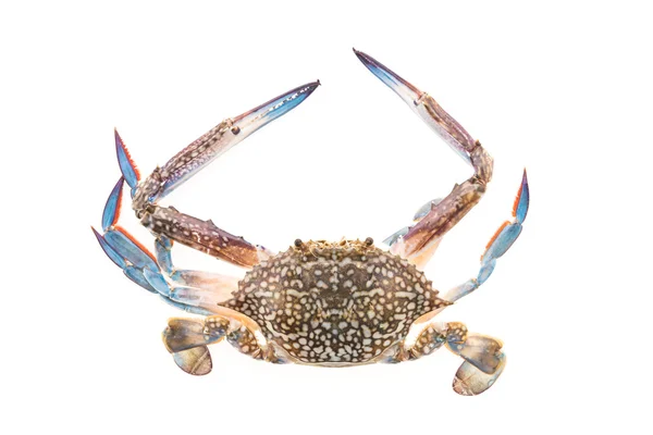 Sea Raw crab — Stock Photo, Image