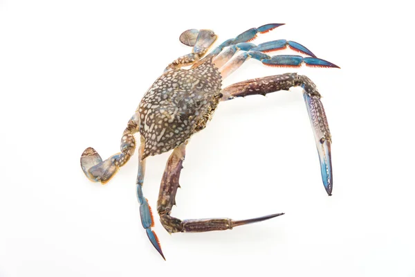 Crabe de mer brut — Photo