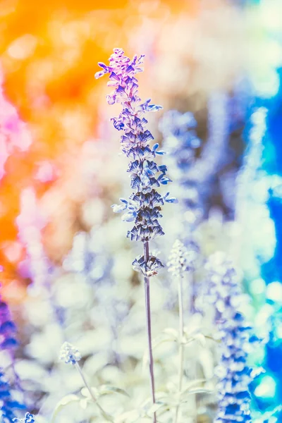 Weicher Fokus auf lila Blume — Stockfoto
