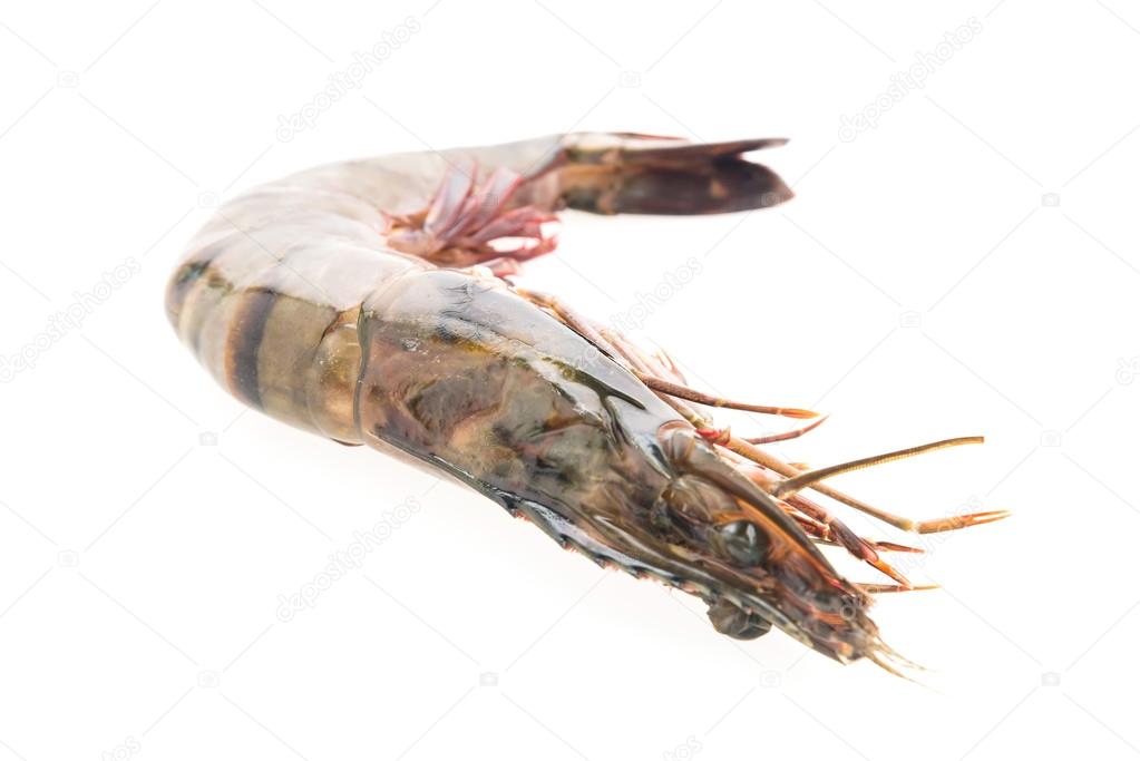 Tiger prawn shrimp