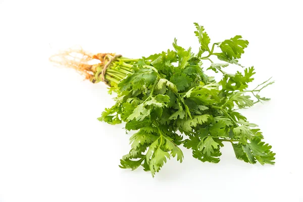Zöld koriander növényi — Stock Fotó