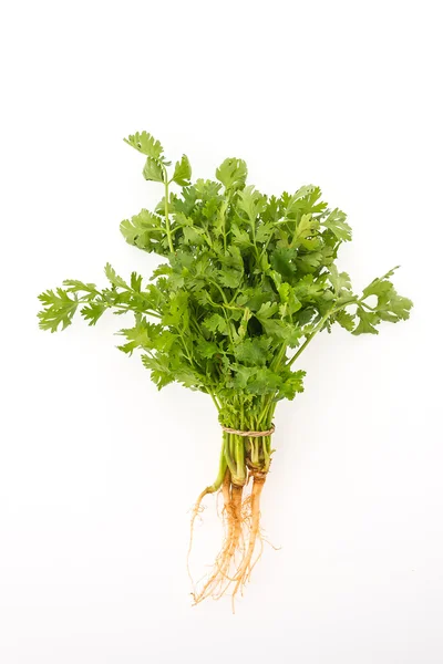 Groene koriander plantaardige — Stockfoto