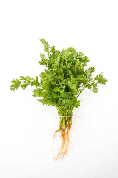 Зелений коріандр овочів — стокове фото