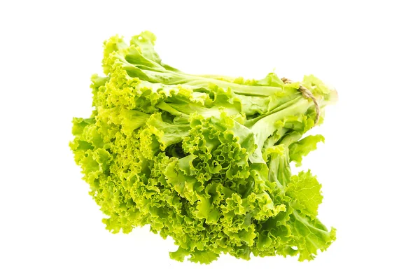新鲜绿色生菜 — 图库照片