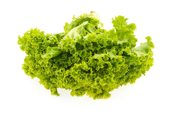 fresh Green lettuce