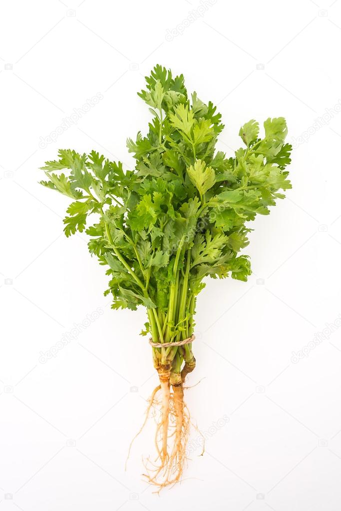 green coriander vegetable