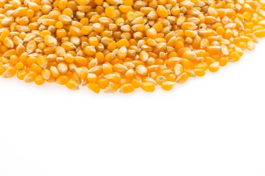 mısır koçanı tohumları