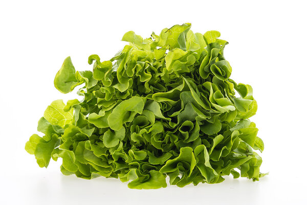 Green fresh lettuce