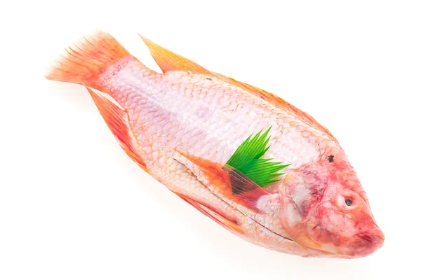 Raw fresh fish — Stock Photo, Image