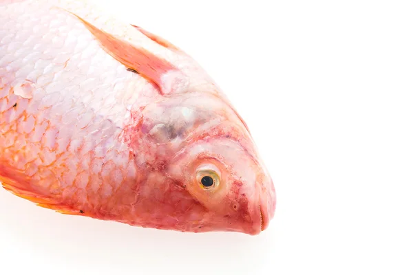 Сирої риби свіжі — стокове фото