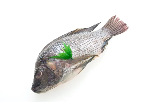 Roher frischer Fisch — Stockfoto