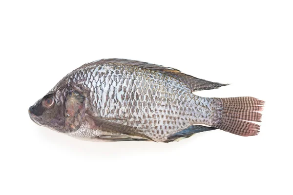 Сырая свежая рыба — стоковое фото