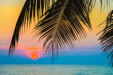 ve palmiye ağaçlarının Silhouettes