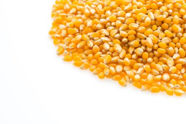 mısır koçanı tohumları