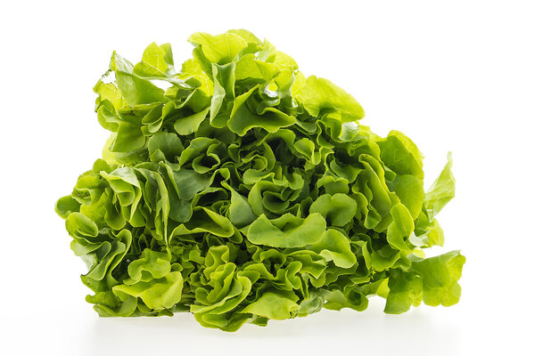 Green lettuce vegetable