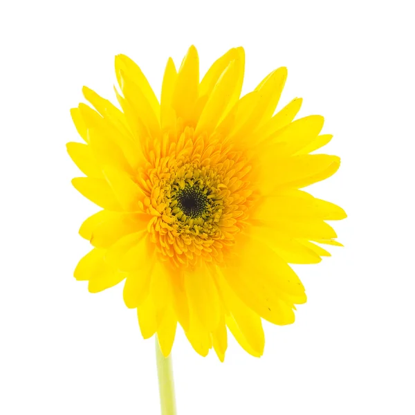 Yellow gerbera flower — Stock Photo, Image