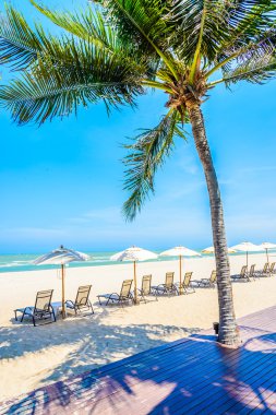 Hindistan cevizi palmiyesi