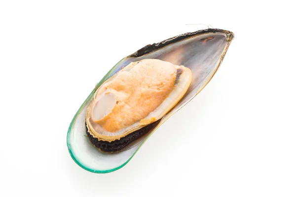 Mussel isolated on white — Stock Photo, Image