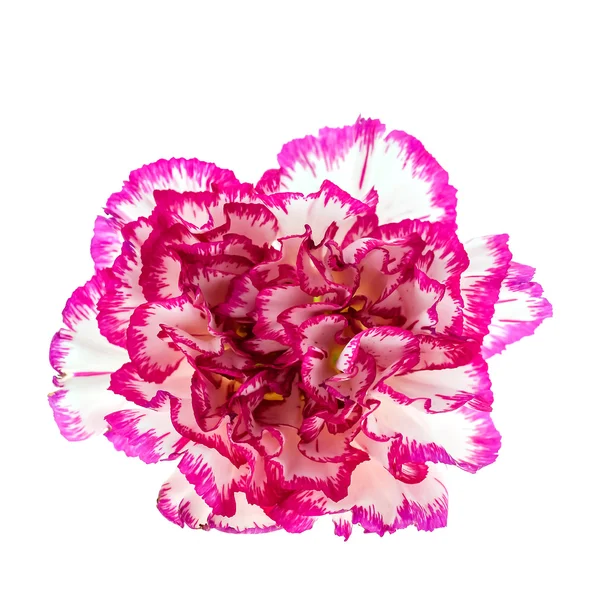 Bela flor rosa — Fotografia de Stock