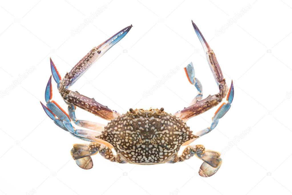 Raw crab with claws