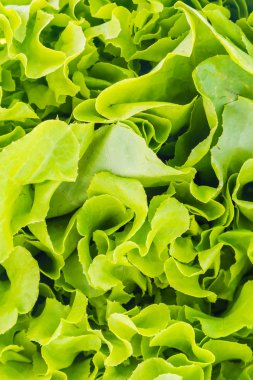 Yeşil salata sebze arka plan