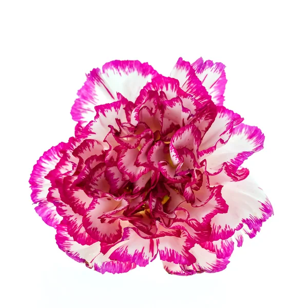 Pink flower isolated on white — Stock Photo, Image