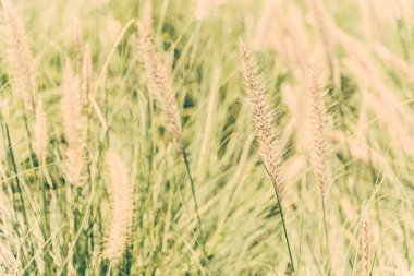 buğday alan yakın çekim