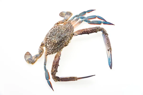 Crabe cru isolé sur blanc — Photo