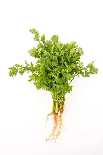 Зелений коріандр овочі — стокове фото