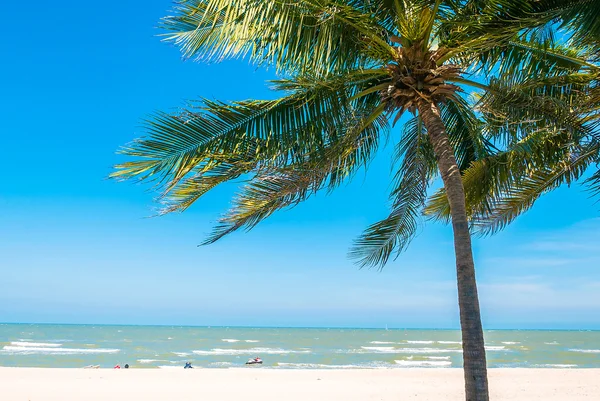 Palmeira na praia — Fotografia de Stock