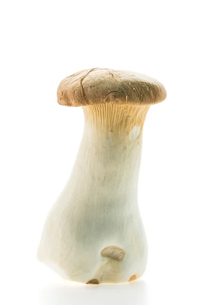 Fungo marrone e bianco — Foto Stock