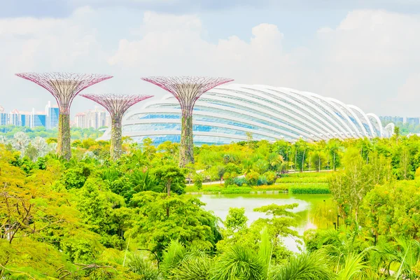 Zahrada v bay v Singapuru — Stock fotografie
