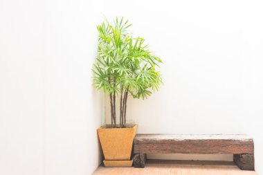 Boş odada Bonsai