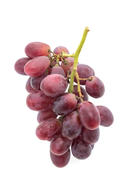 Rama de uvas frescas — Foto de Stock