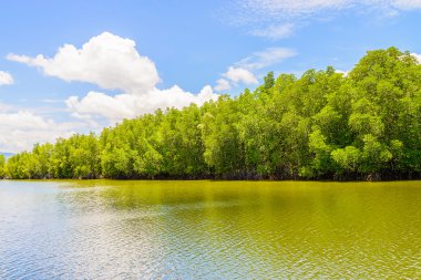 mangrov orman manzara