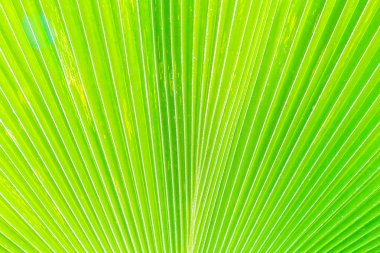 yeşil muz yaprağı