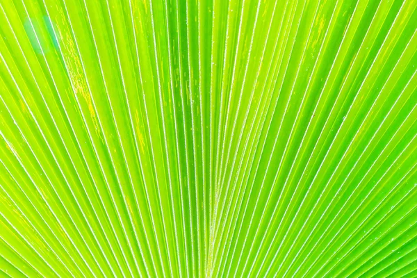 Green banana leaf — Stock Photo, Image