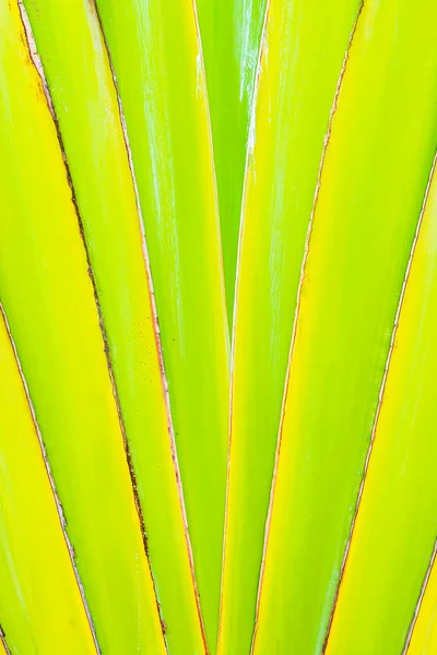 Zelené banánový list — Stock fotografie
