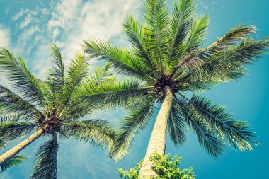 Tropik palmiye ağaçları