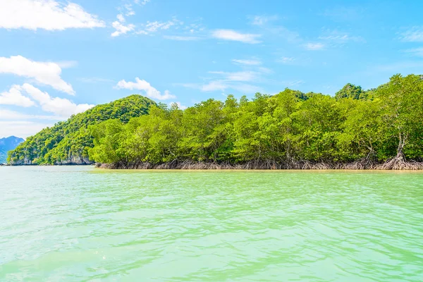 Forêt tropicale de mangroves — Photo