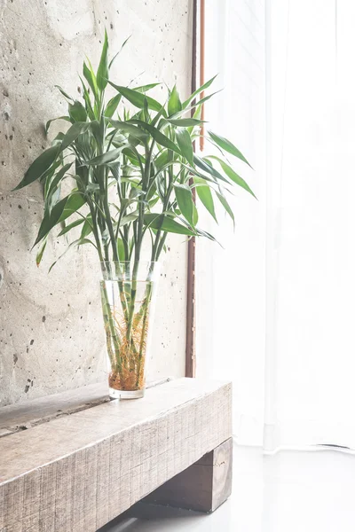 Planta em decoração vaso — Fotografia de Stock